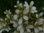 saxifraga granulata