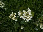 saxifraga granulata