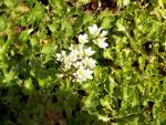 saxifrage aquatique