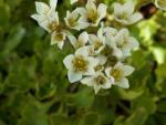saxifrage aquatique