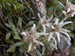 Edelweiss