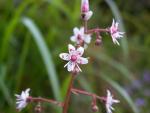 Saxifraga umbrosa