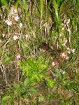 Saxifraga umbrosa