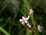saxifraga umbrosa