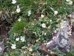 potentille des montagnes