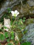 saxifrage granulée