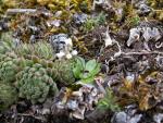 saxifrage paniculée
