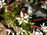 saxifrage étoilée