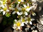 saxifraga tenella