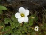 Saxifraga bulbifera