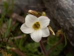 Saxifraga bulbifera