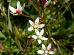 saxifraga stellaris