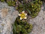 Saxifrage faux bryoides
