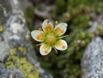 Saxifrage faux bryoides