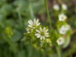 stellaria alsine