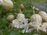 silene enflé