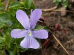 viola