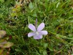 viola