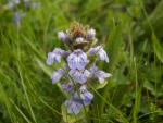 Bugle pyramidal