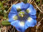 gentana clusii