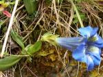 gentiana clusii