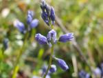polygala vulgaire