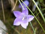 campanula stenocodon
