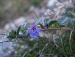 micromeria marginata
