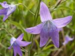 campanula patula