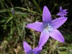 campanula patula