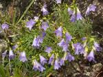 campanula recta
