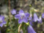 campanula recta
