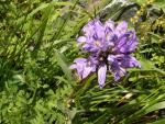 campanule aglomérée