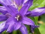 campanule agglomérée