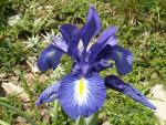Iris des Pyrénées