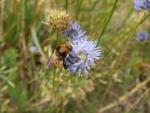 jasione des montagnes