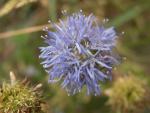 jasione des montagnes