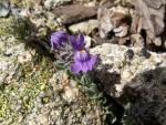Linaire des rochers