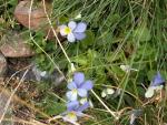 viola