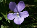 viola pinnata