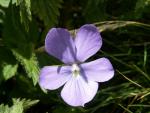 viola pinnata
