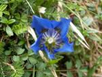 Gentiane alpine