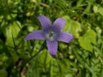 campanula patula