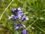 Polygala de calcaire