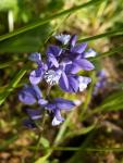 polygala de calcaire