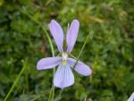 Violette cornue