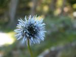 Jasione