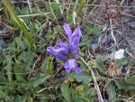 Campanule agglomérée