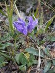 Campanule agglomérée