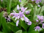 Scille lis jacinthe